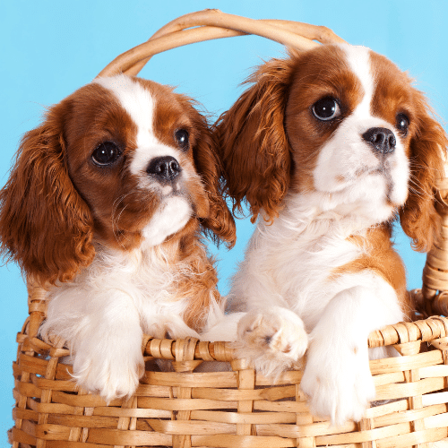 Cavalier King Charles Spaniels in the basket