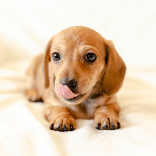how much is a sausage dog puppy