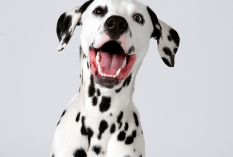 happy Dalmatian on the grey background