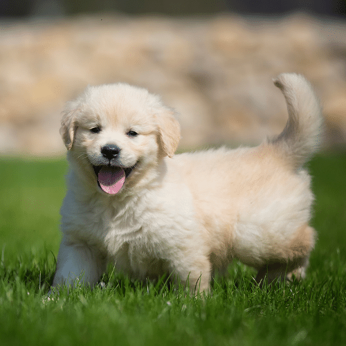 English Cream Retriever puppy