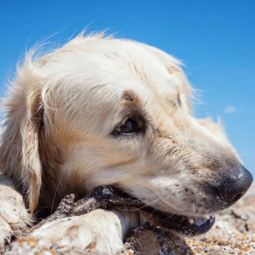 English Cream Retriever with stick