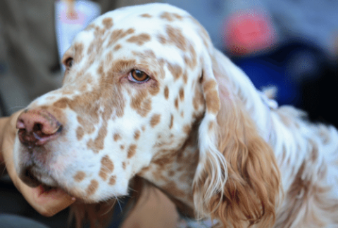 english setter with owner