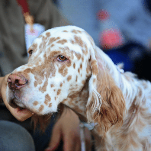 english setter with owner