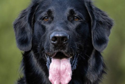Flat-Coated Retriever with tongue out