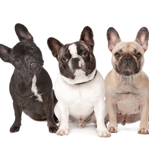 what are the colors of a french bulldog? 2