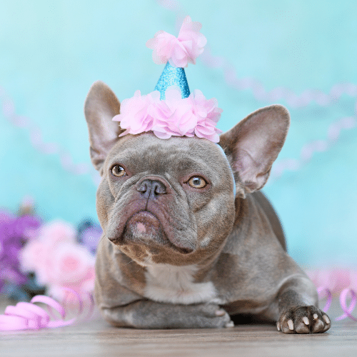 lilac French Bulldog with cone
