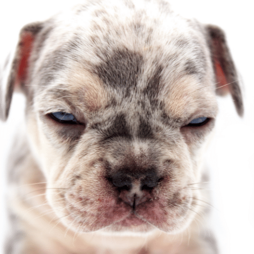 Merle Pitbull Puppies