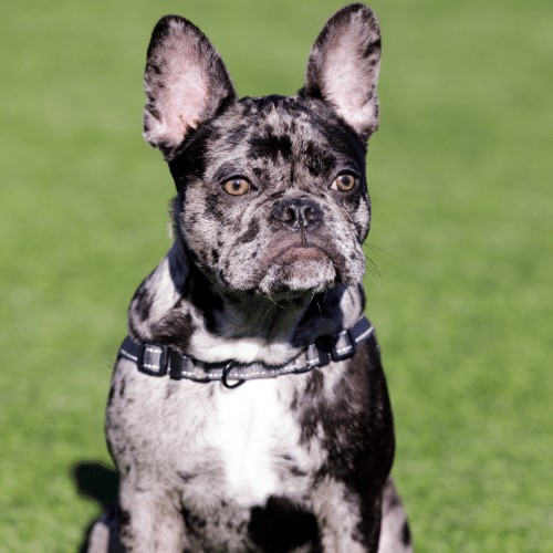 merle French Bulldog sitting in the grass