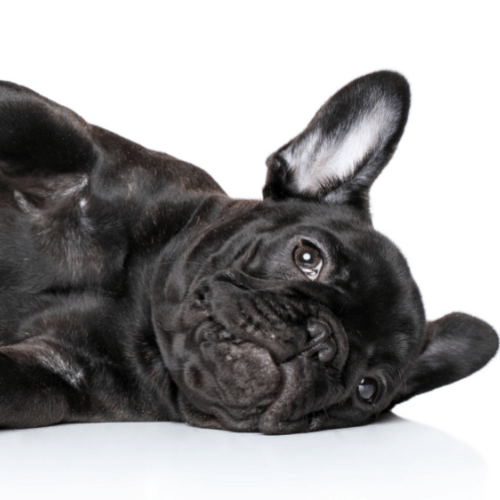 pure black French Bulldog laying