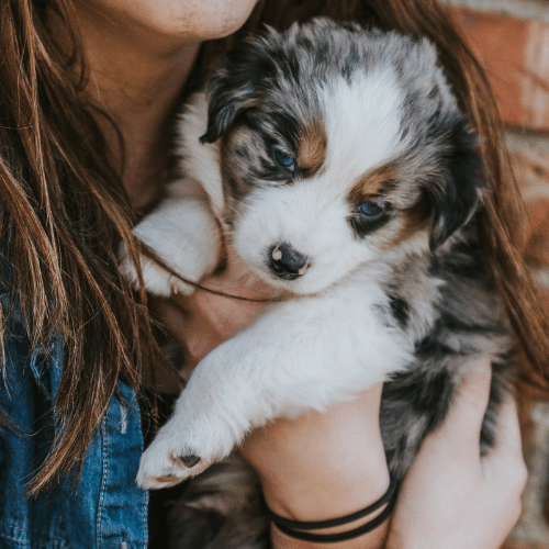 how do i choose a cuddly puppy