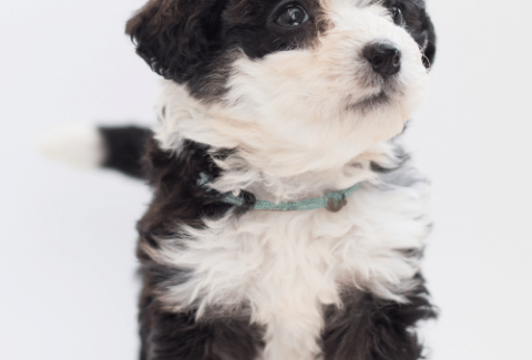 bernedoodle puppy on the white background
