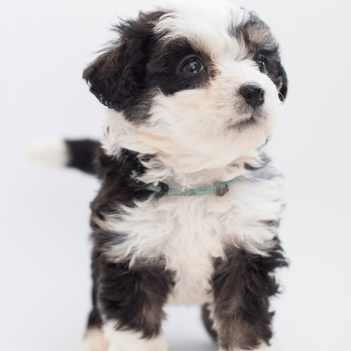 bernedoodle puppy on the white background