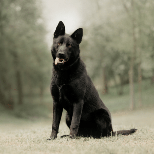 black german shepherd posing