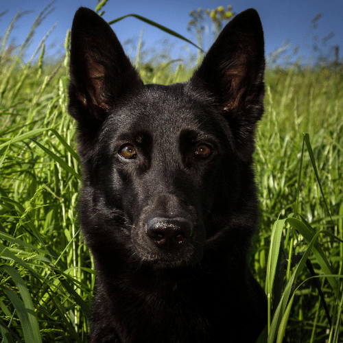 Black German Shepherd Dogs Pros Cons Buying Guide