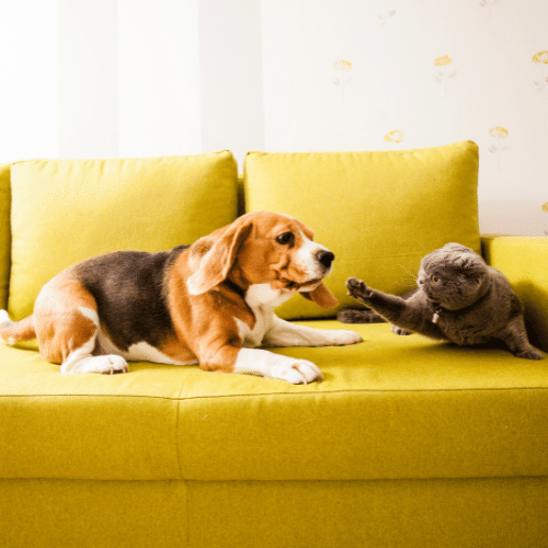 cat and dog fighting on the yellow couch