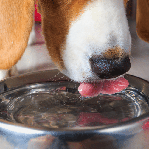 close up of dog drinking a water