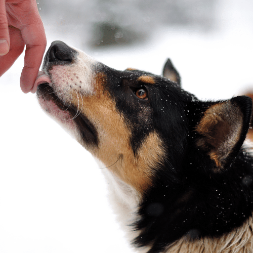 dog licks a hand