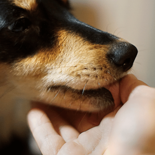 Does a dog licking a human wound help it heal