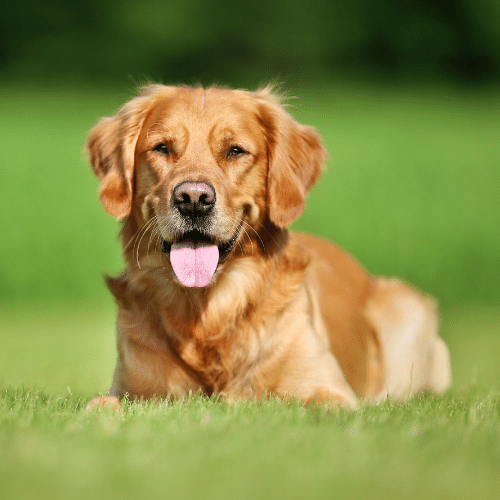 golden retriever laying on the grass