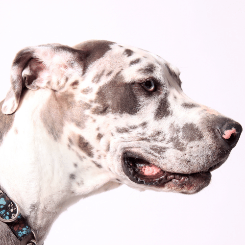 merle pitbull on the white background