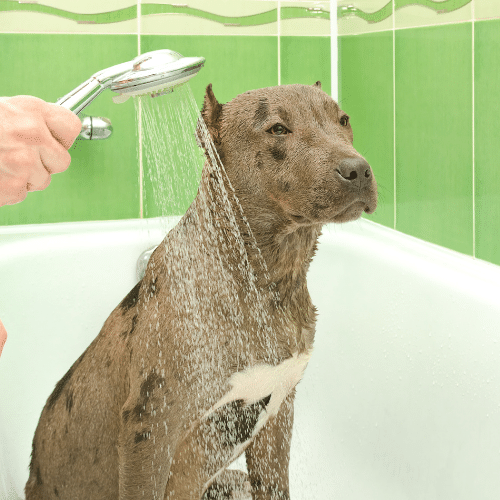 merle pitbull under the shower