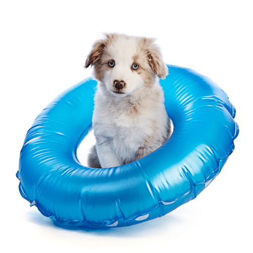 mini aussie with inflatable ring on