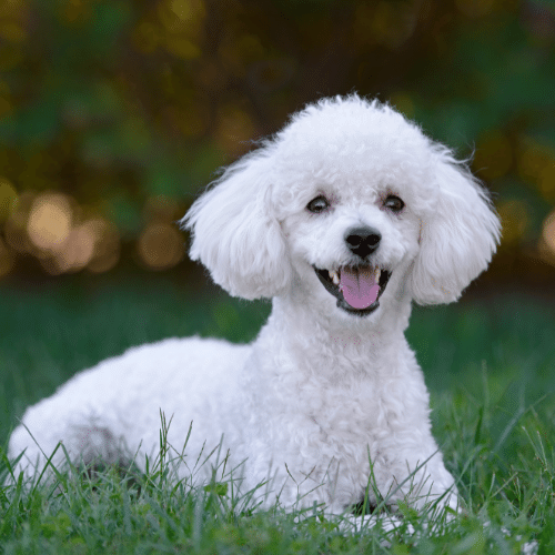 white poodle on grass