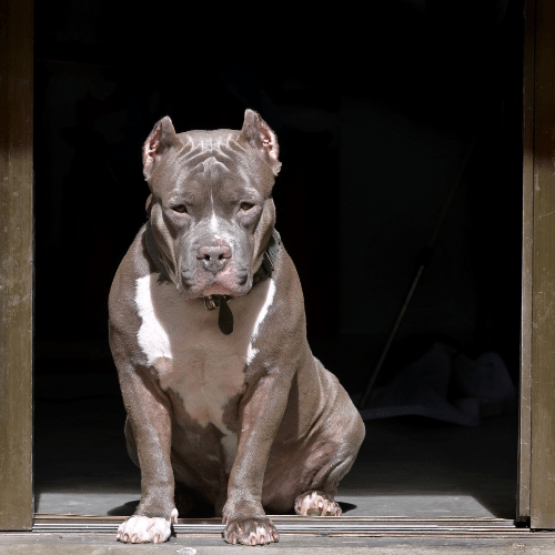 razor edge pitbull posing