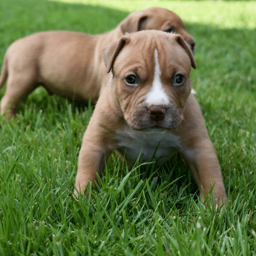 razor edge pitbull puppy