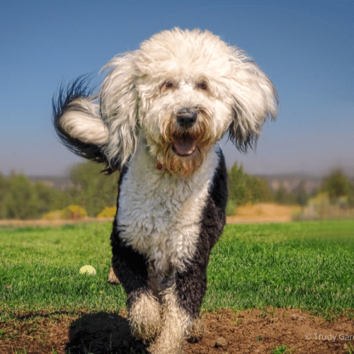 happy sheepadoodle running