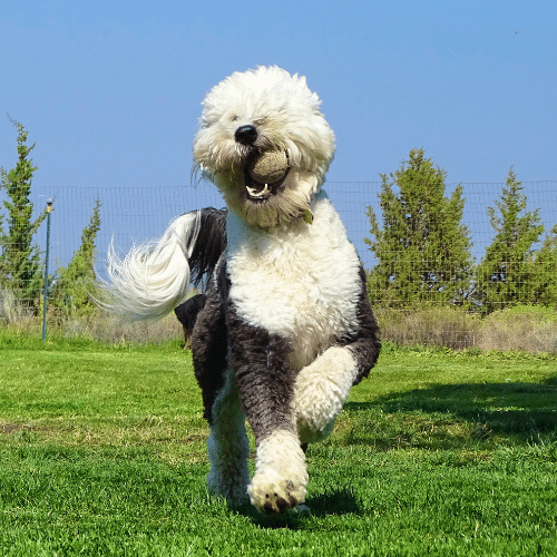 sheepadoodle with the ball