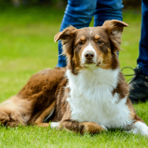 Why an Australian Shepherd Can Be the Best Dog for You