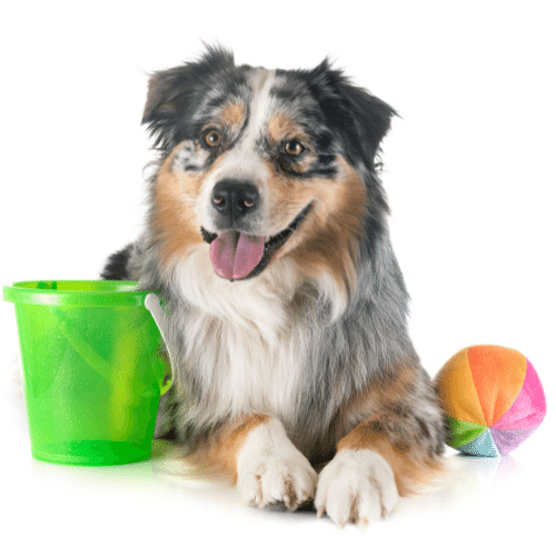 Australian Shepherds with toys indoor