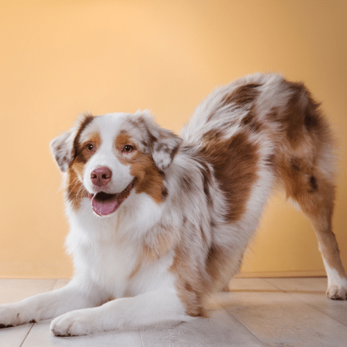 Australian Shepherds on the orange background