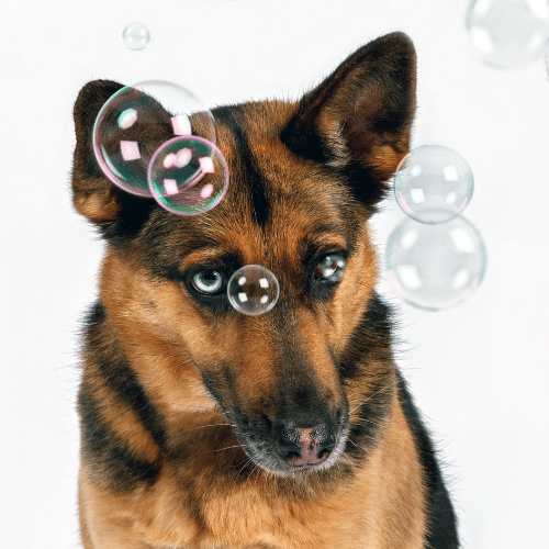 blue eyed german shepherd with bubbles on the white background