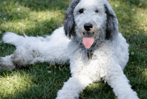 The Best Toys for Goldendoodles & Their Chaotic Energy – Furtropolis