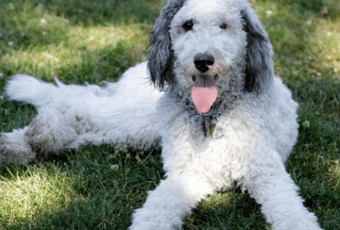 bernedoodle on the grass