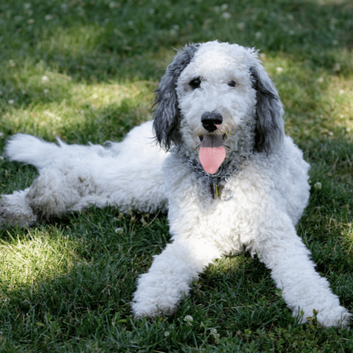 bernedoodle on the grass