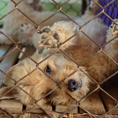 Crate Training: Don't Fence Me In