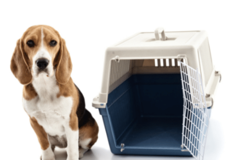 a dog with a crate on the white background
