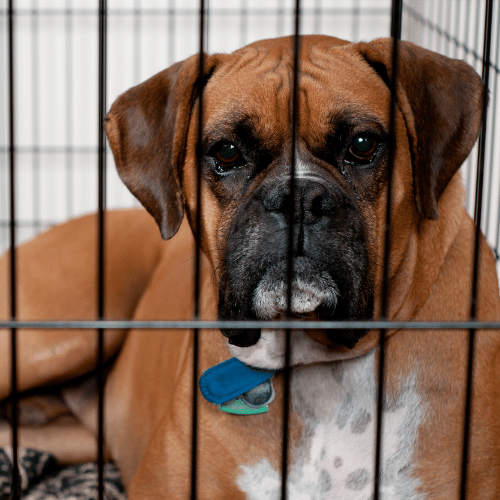 sad boxer in a dog’s crate at night