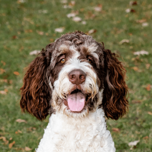 brown and white bernedoodle outside