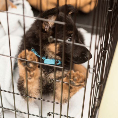 When to stop outlet crate training