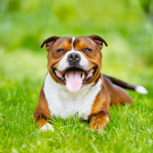 Tri Color Pitbull Terrier
