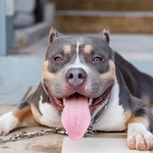 tricolored pitbull with tongue out