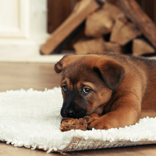 Do Puppies Outgrow Separation Anxiety? - SpiritDog Training