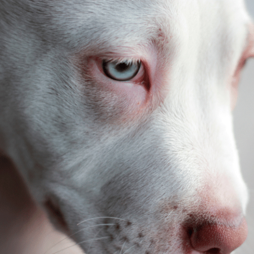white pitbull close up