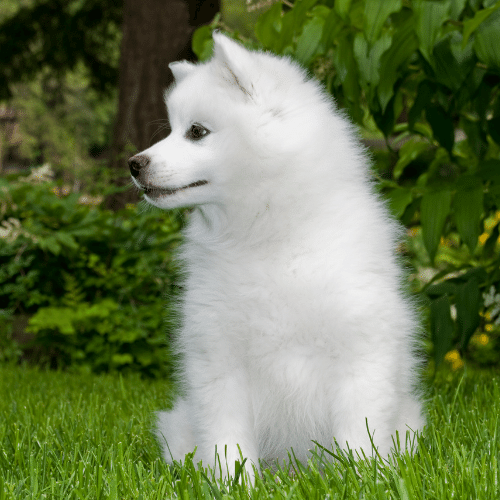 white fluffy puppy breeds