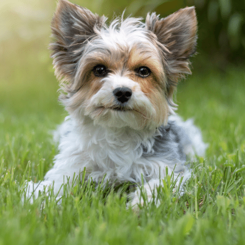 Biewer Terrier Small Fluffy Dog