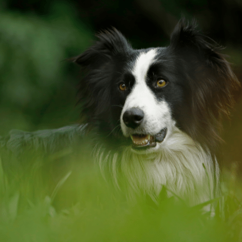 Border Collie